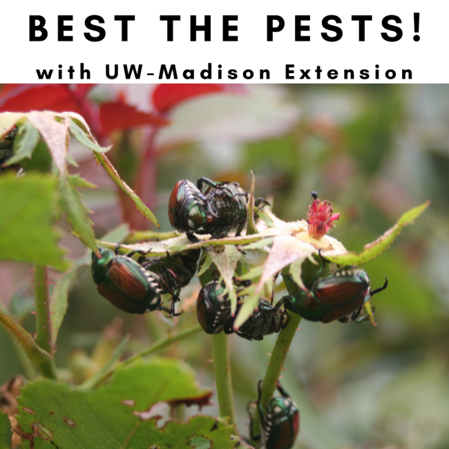 Japanese Beetles on plant