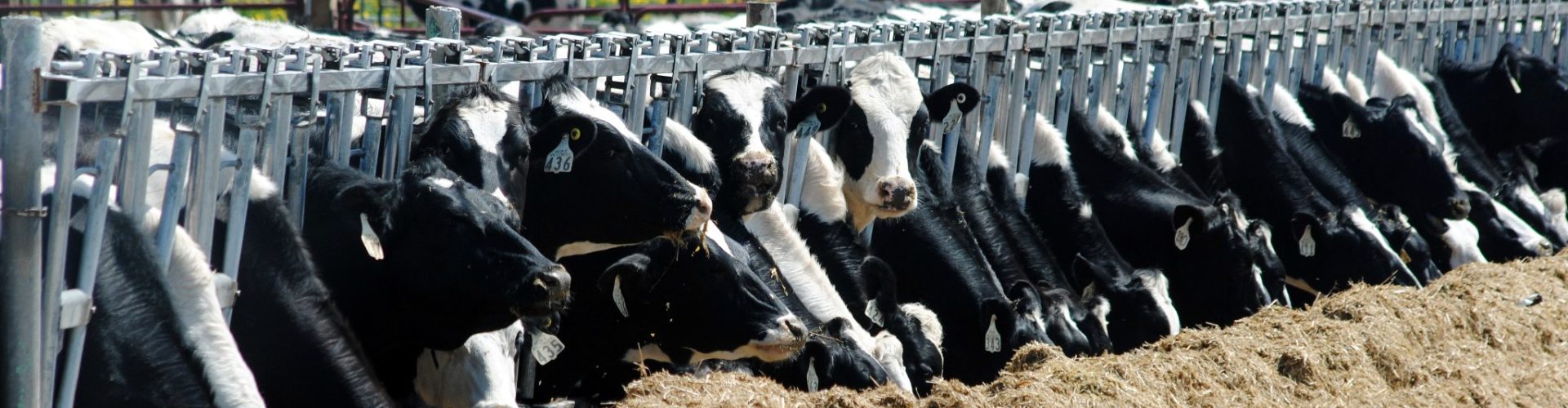 Horizontal photo of dairy cows with their heads peaking out through the metal feeder