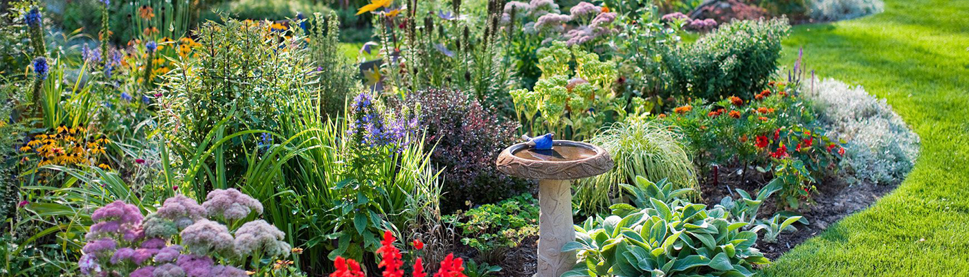 image of a garden with a wide variety of both short and taller plants, flowers and birdbath
