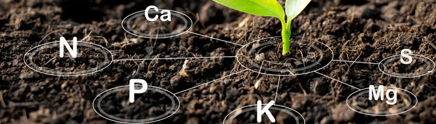 close up image of a new plant in soil with a typographical illustrated representation of typical soil nutrients