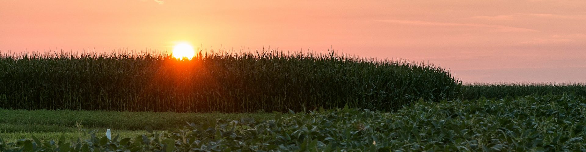 image of a sunset just above the tall corn, next to a variety of other crops